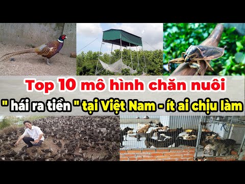 , title : 'Top 10 mô hình chăn nuôi ''hái ra tiền'' tại Việt Nam mà ít ai chịu làm | Xanh 24h'
