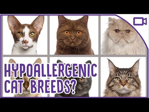 TOP Hypoallergenic Cat Breeds - Allergy Friendly Cats!