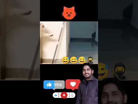 🐱🐱🤔🤗🥷🥷