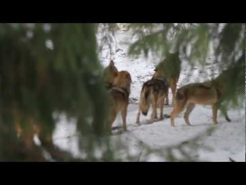 Volčja pesem | Wolves call