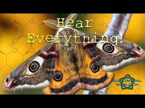 Get a Moth's Hearing Abilities! Super Human Hearing!