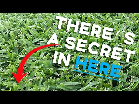The SECRET To Green St. Augustine Grass