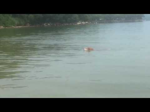 Day at the beach , shiba inu