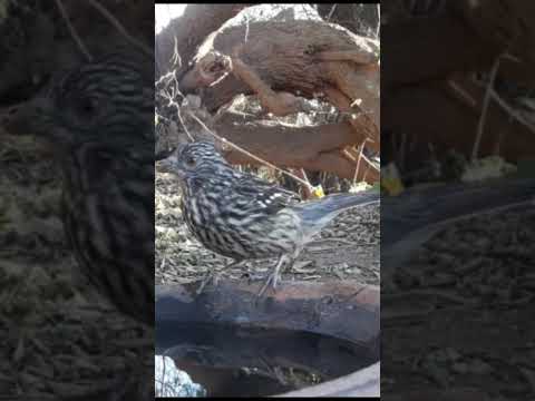 Birdday 074 Cortarrama Naranjero Torcacita 180725