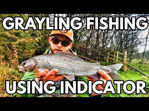 Fiskeri efter stalling med flue