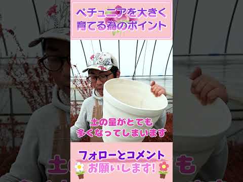  10月末までペチュニアの開花を促進して鑑賞するにはどうすればよいですか？  庭園