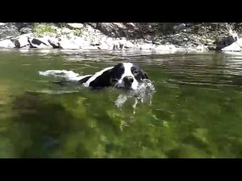 Ernesto e Margherita provetti nuotatori - Fiume Calore Castelcivita SA 26 08 2015