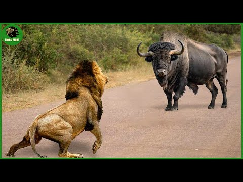 115 Horrific Moments When Deadly Horns Crush Predators | Animal Fight