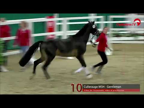 10 Junghengst v. Cullerauge - Gentleman