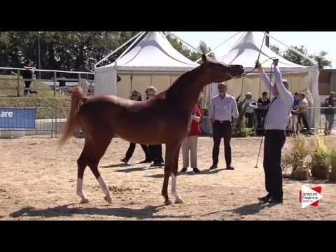 N.81 AMON JOY - Bergamo 2015 - Stallions 4-7 years old (Class 9A)