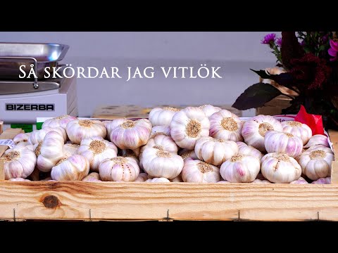 Odla vitlök - När ska vitlöken skördas? Vad är topplök och halslök? Hur förvaras vitlöken?
