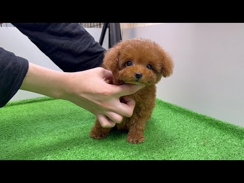 YouTube動画のサムネイル