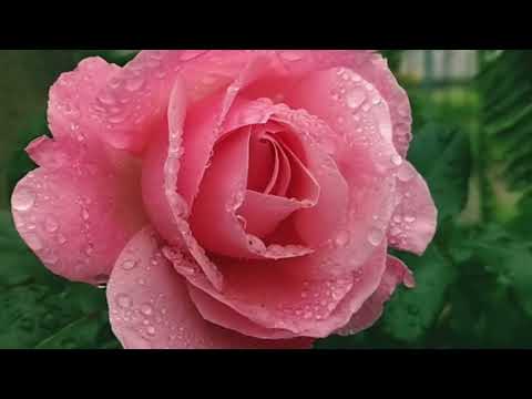 Top 8 Most Beautiful Flowers in the world 🌎 😍||4k Cinematic