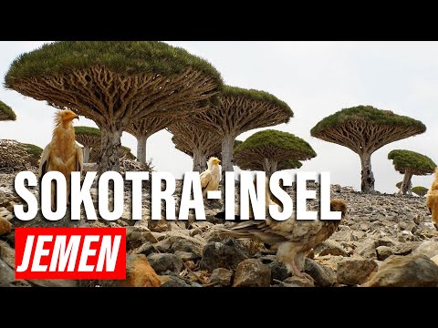 Sokotra, Jemen – Die fremde Insel auf der Erde | Explore Edge auf Deutsch