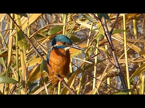 Ptice Hrvatske - Vodomar, mužjak (Alcedo atthis) (Birds of Croatia - Kingfisher, male) (1/1)