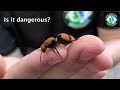 The Infamous COW KILLER! Is the Velvet Ant Dangerous? (ft. @MyWildBackyard)