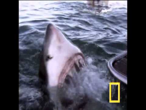 MC MENOR DO RP - TUBARÃO (DJ ADRIANO)