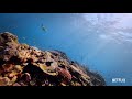 Puff Wonders of the Reef Trailer (2021)