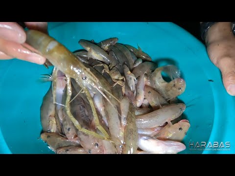 EP686-P2 - Pagpapasuba ng Biha (Biya) | Occ. Mindoro