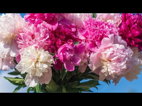 BUJORUL, beneficiile nestiute ale superbelor flori