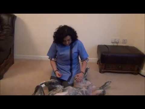 Dr Rohini discusses Acupuncture on her dog Troy