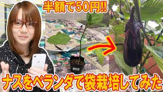 【家庭菜園】半額で50円!!ナスを袋栽培でベランダで3カ月育ててみた【VLOG】