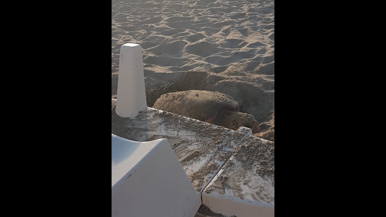 Tartaruga depone 73 uova a Marina di Ardea, la schiusa a settembre. E’ il quarto nido dell’estate dopo Anzio, Fondi e Ventotene