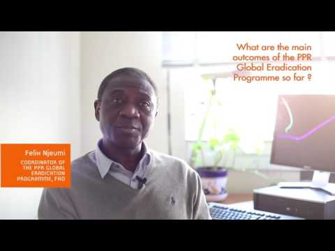 Peste des Petits Ruminants Global Eradication Programme - Interview to Felix Njeumi