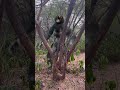 Werewolf Chase In Real Life Shorts Werewolf