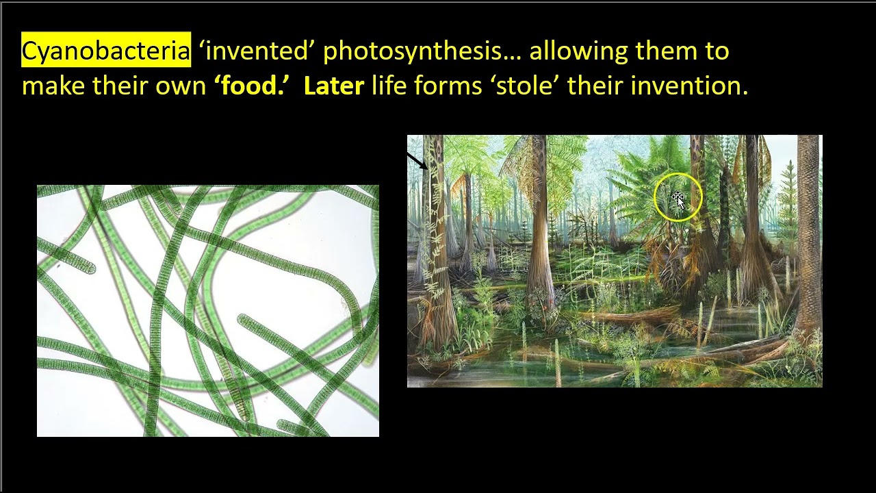 What an education can do for you... Looking with New Eyes... chloroplasts