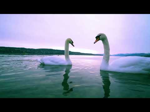 Dance of Two Hearts. Music by V. Tereshchenko