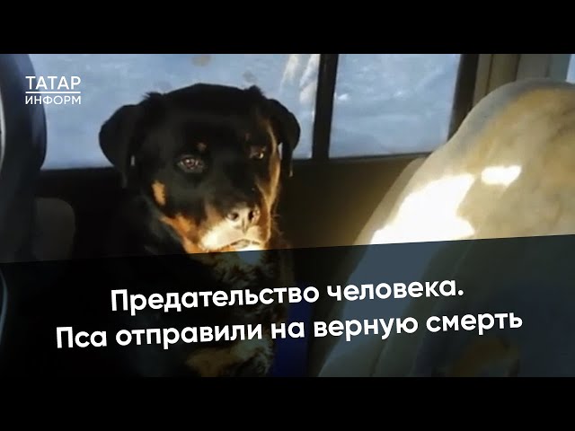 Бросили умирать в холодной машине. Как люди избавились от своего друга?