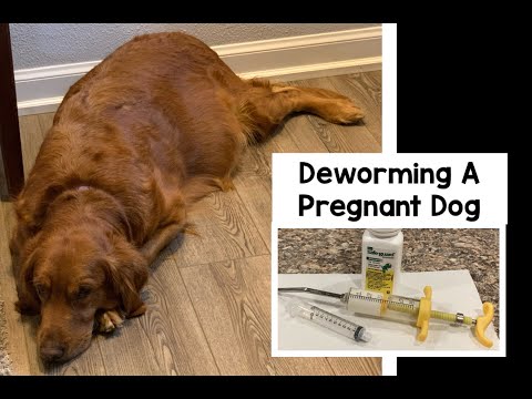 Deworming Pregnant Dog