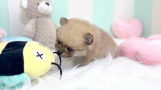 ハーフ犬の動画01