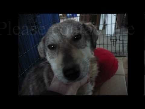 APPEAL by Sorina Rinciog for 'Lucky'