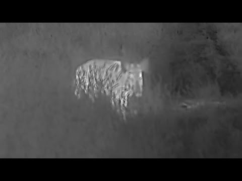 Jagd auf Weizenschweine | Saujagd im Weizen