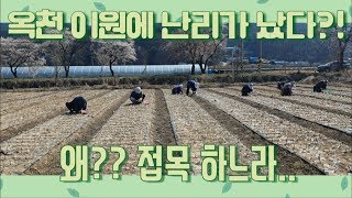 과수 접목 하느라 옥천 이원이 난리가 났다?!