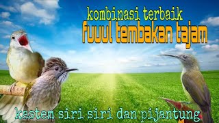 Download lagu Masteran kombinasi terbaik ❗ kastem siri siri dan pijantung 🔥 mp3