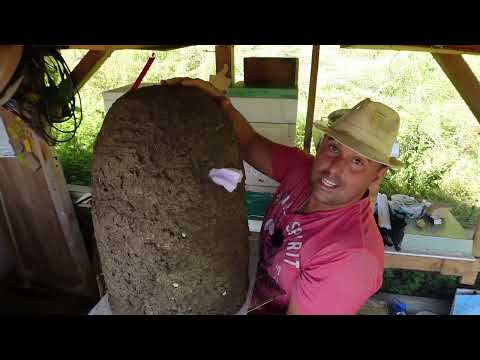 Korbimkern teil 3 So bekommst auch du die Waben in den Korb Imkern wie vor 100 Jahren.