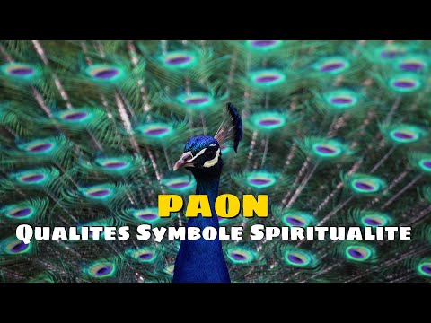PAON Qualites Symbole Spiritualite Animaux Information Nature