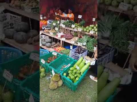 Opening of Bunga Dag Tabinal Festival in Aloran