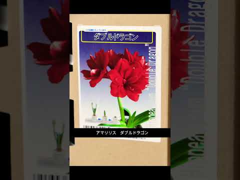 園芸 紫のアマリリス