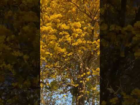 O pau'darco amarelo e o mandacaru