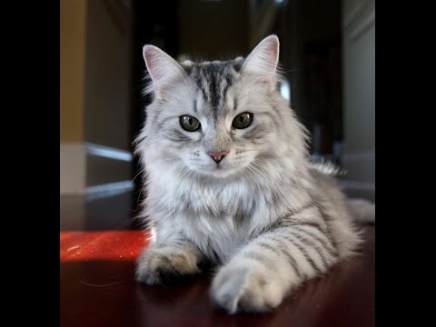 The Best, Most Unusual Exotic Cat Breeds