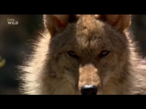 National Geographic WILD. Человек против животного. В зубах койота.