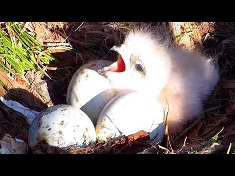 Red-tailed Hawks | First sign of new born baby "L1", Welcome | April 22, 2022