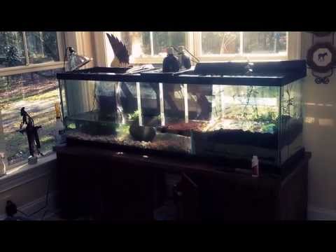 125 gallon Spotted turtle tank