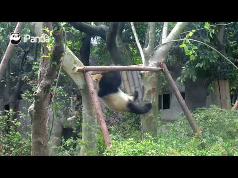 Панда акробат засрами всички маймуни 