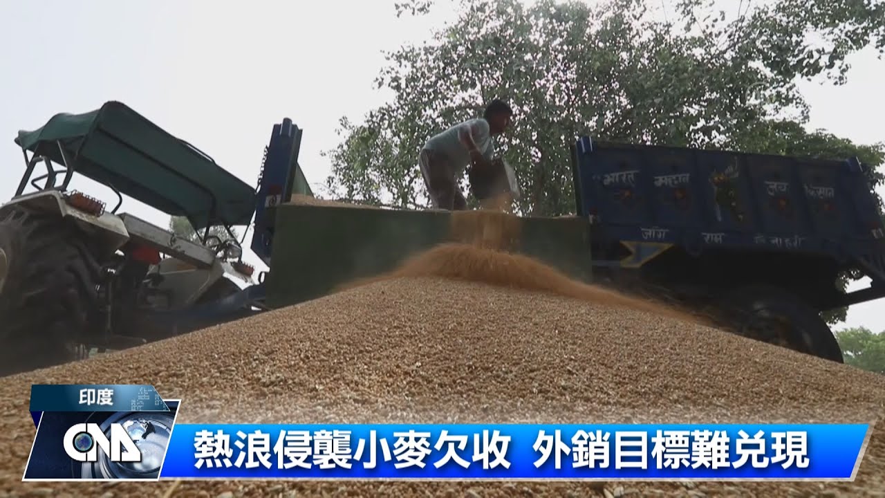 印度禁小麥出口 衝擊全球糧食供應