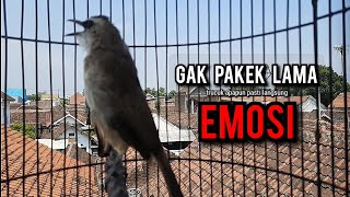 Download lagu trucukan gacor TARUNG ROPEL PANJANG pancingan trucukan agar bunyi jadikan burung trucuk gacor EMOSI mp3 Download lagu trucukan gacor TARUNG ROPEL PANJANG pancingan trucukan agar bunyi jadikan burung trucuk gacor EMOSI mp3